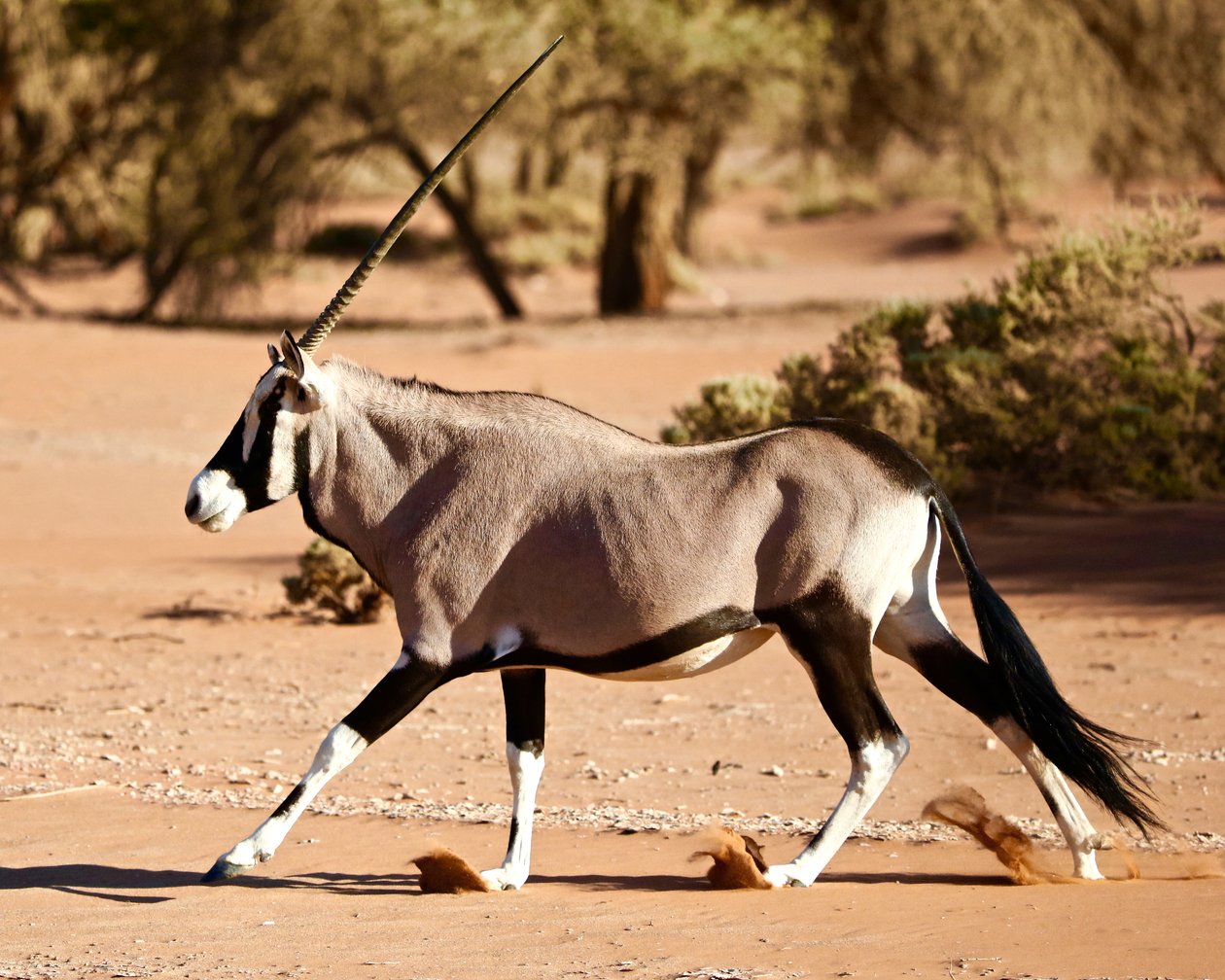 Oryx, Namíb-sivatag, 2017 (fotó) alkotó: Unbekannter Künstler