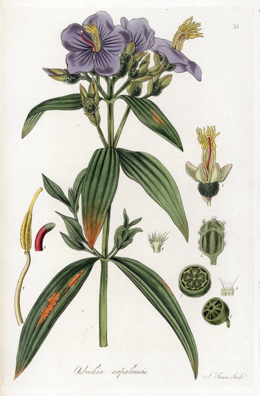 Osbeckia Nepálból - J. Swan litográfiája, William Jackson Hooker (1785-1865) illusztrációjáról, kivonat a Flora Exotic, Skócia kiadványból. alkotó: Unbekannter Künstler