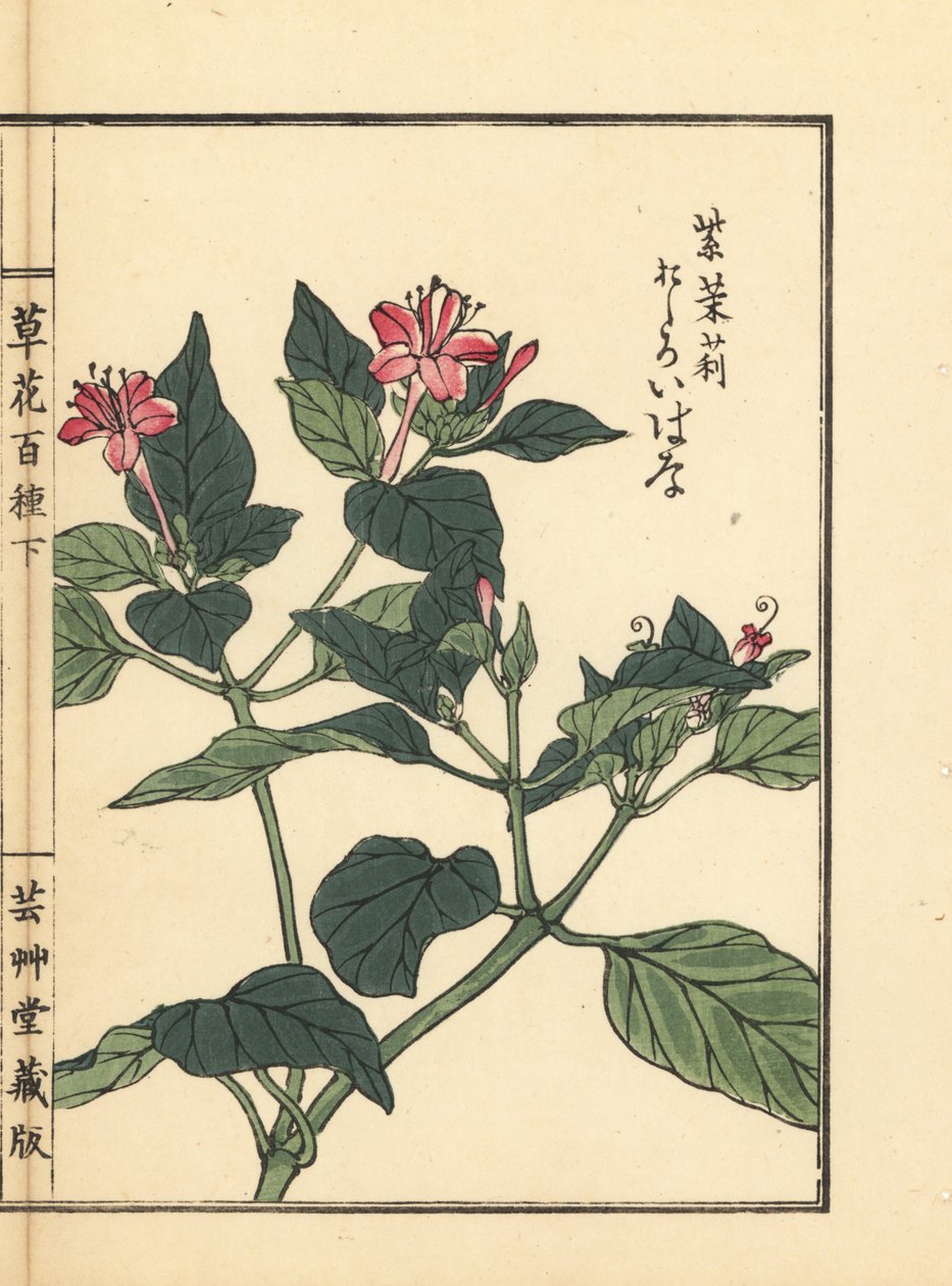 Oshiroibana vagy Peru csodája, Mirabilis jalapa. Kézzel színezett fametszet, Kono Bairei, Kusa Bana Hyakushu (One Hundred Varieties of Flowers), Tokió, Yamada. alkotó: Unbekannter Künstler