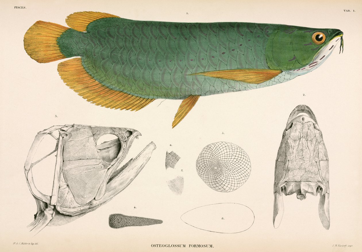 Osteoglossum formosum, Indonézia alkotó: Unbekannter Künstler