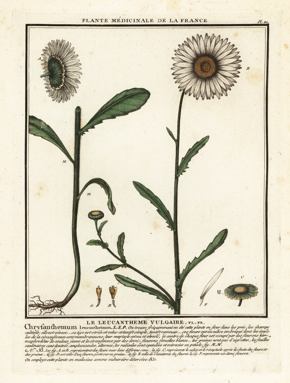 Ökörszem százszorszép, Leucanthemum vulgare. alkotó: Unbekannter Künstler