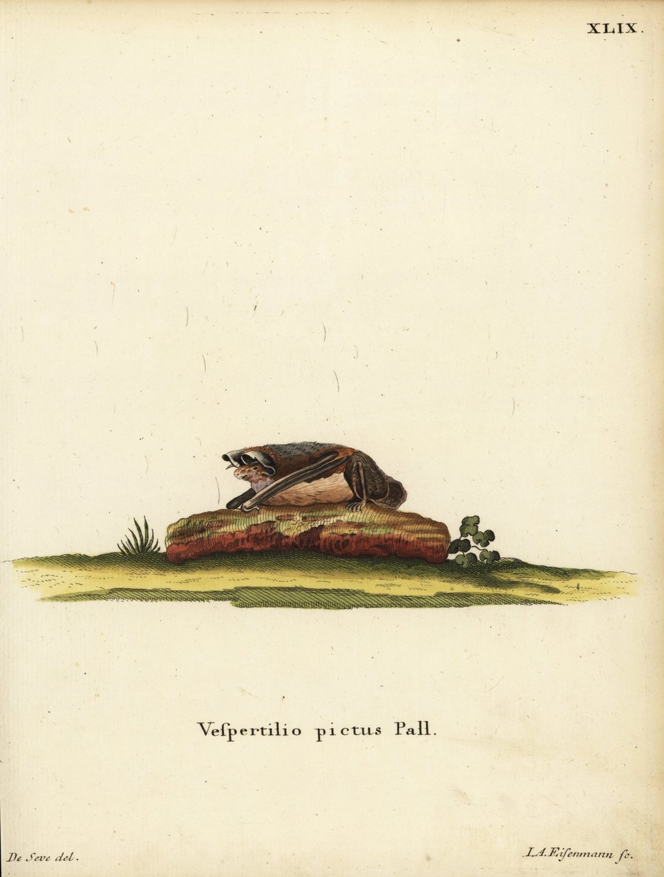 Festett gyapjasdenevér, Kerivoula picta. Vespertilio pictus Linn. Jakob Andreas Eisenmann kézzel készített rézmetszete Jacques de Seve illusztrációja után Johann Christian Daniel Schreber: Animal Illustrations after Nature, avagy Schreber