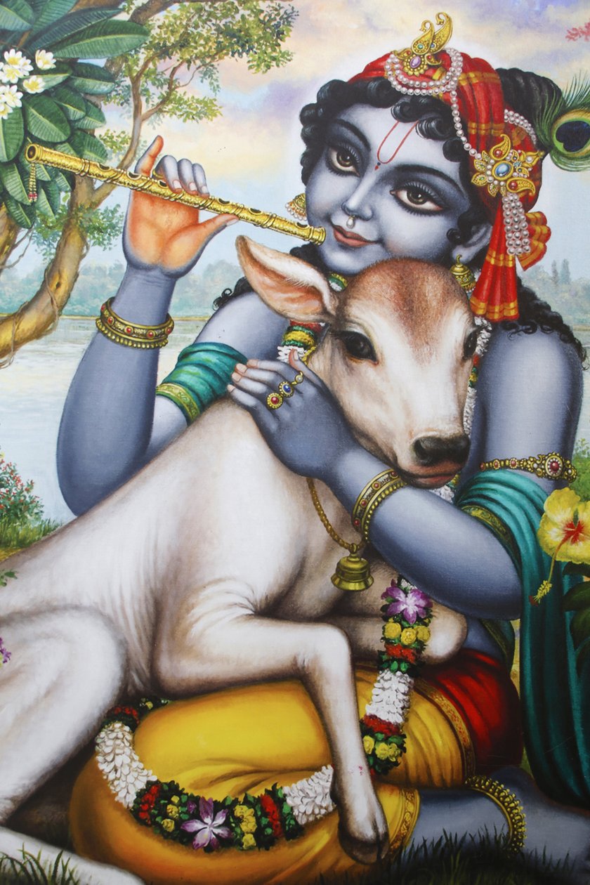 Krishna hindu istent ábrázoló festmény furulyázni és borjút simogatni. India alkotó: Unbekannt