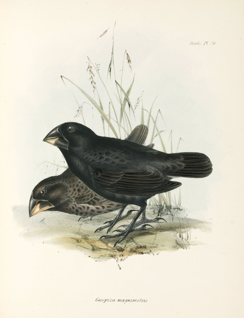 Pár nagy földi pinty, Galápagos-szigetek, 1832-1836 körül alkotó: Unbekannt