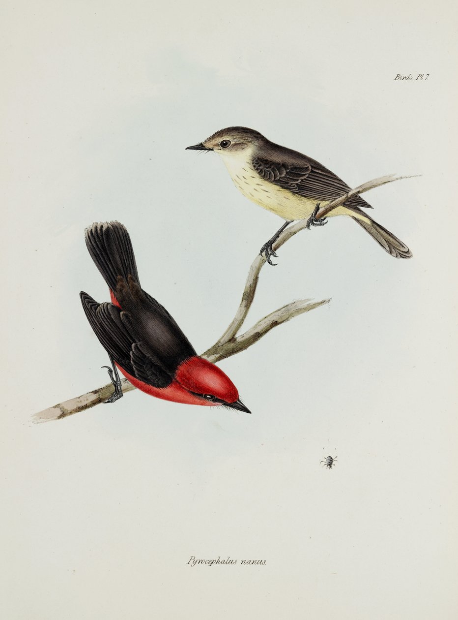 Madárpár, c 1832-1836 alkotó: Unbekannter Künstler