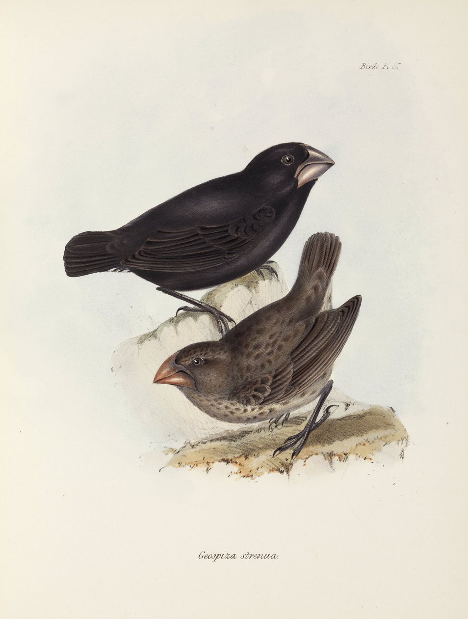 Pintypár, Galápagos-szigetek, c 1832-1836 alkotó: Unbekannt