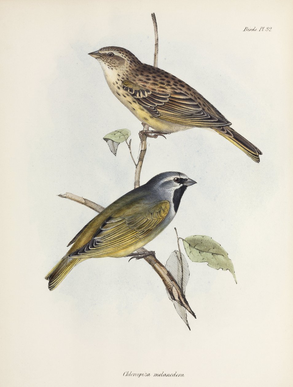 Veréb vagy pinty pár, c 1832-1836 alkotó: Unbekannt