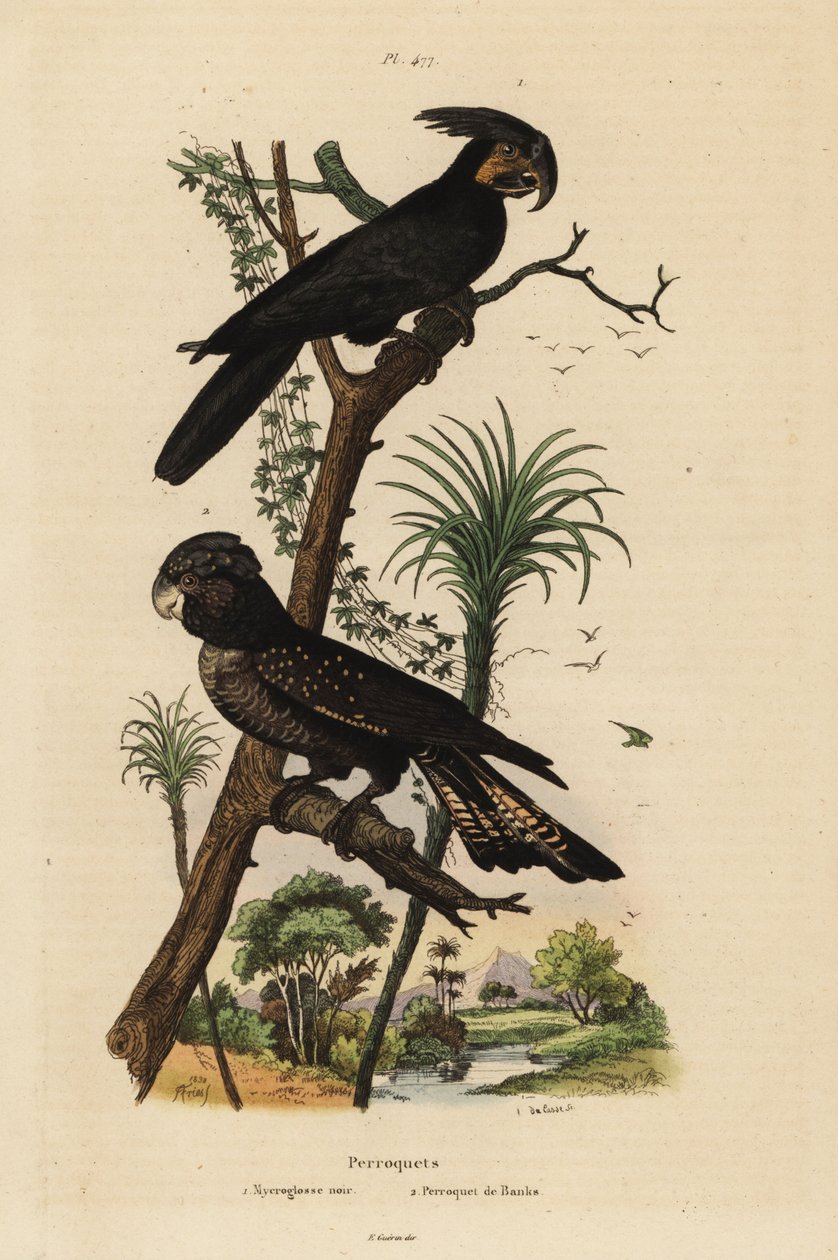Pálmakakadu, Probosciger aterrimus és vörösfarkú fekete kakadu, Calyptorhynchus banks Mycroglosse noir et Perroquet de Banks alkotó: Unbekannt