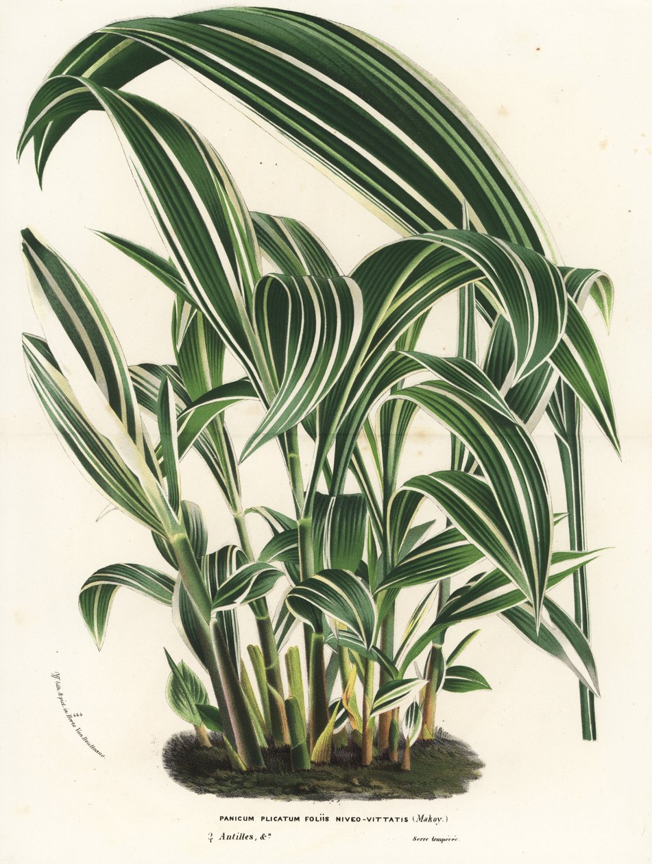 Pálmafű, Setaria palmifolia (Panicum plicatum foliis level-vittatis). Kézzel színezett litográfia Louis van Houtte és Charles Lemaire: Flowers of the Gardens and Hothouses of Europe, Flore des Serres et des Jardins de l