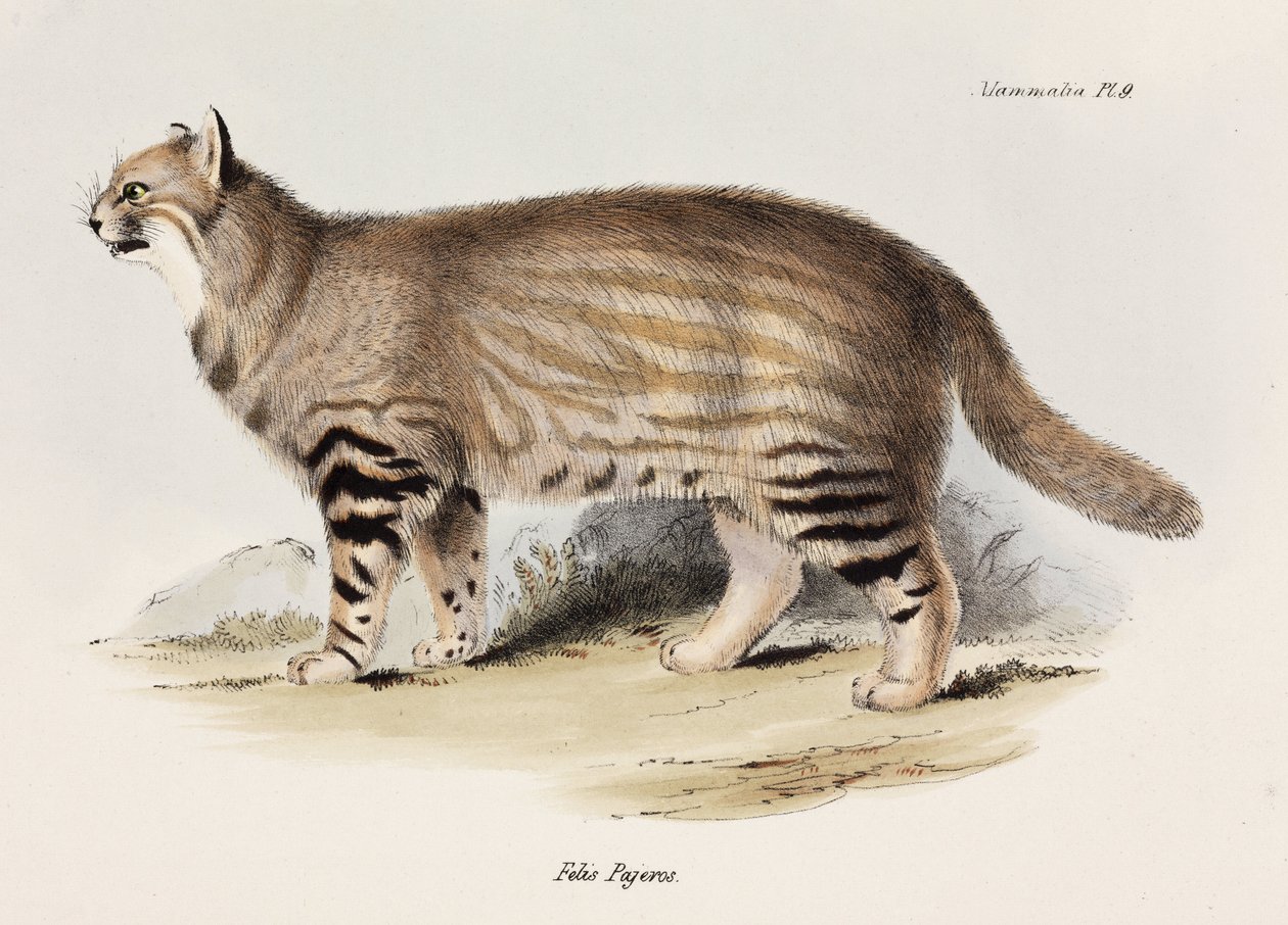 Pampas macska, Dél-Amerika, 1832-1836 alkotó: Unbekannt
