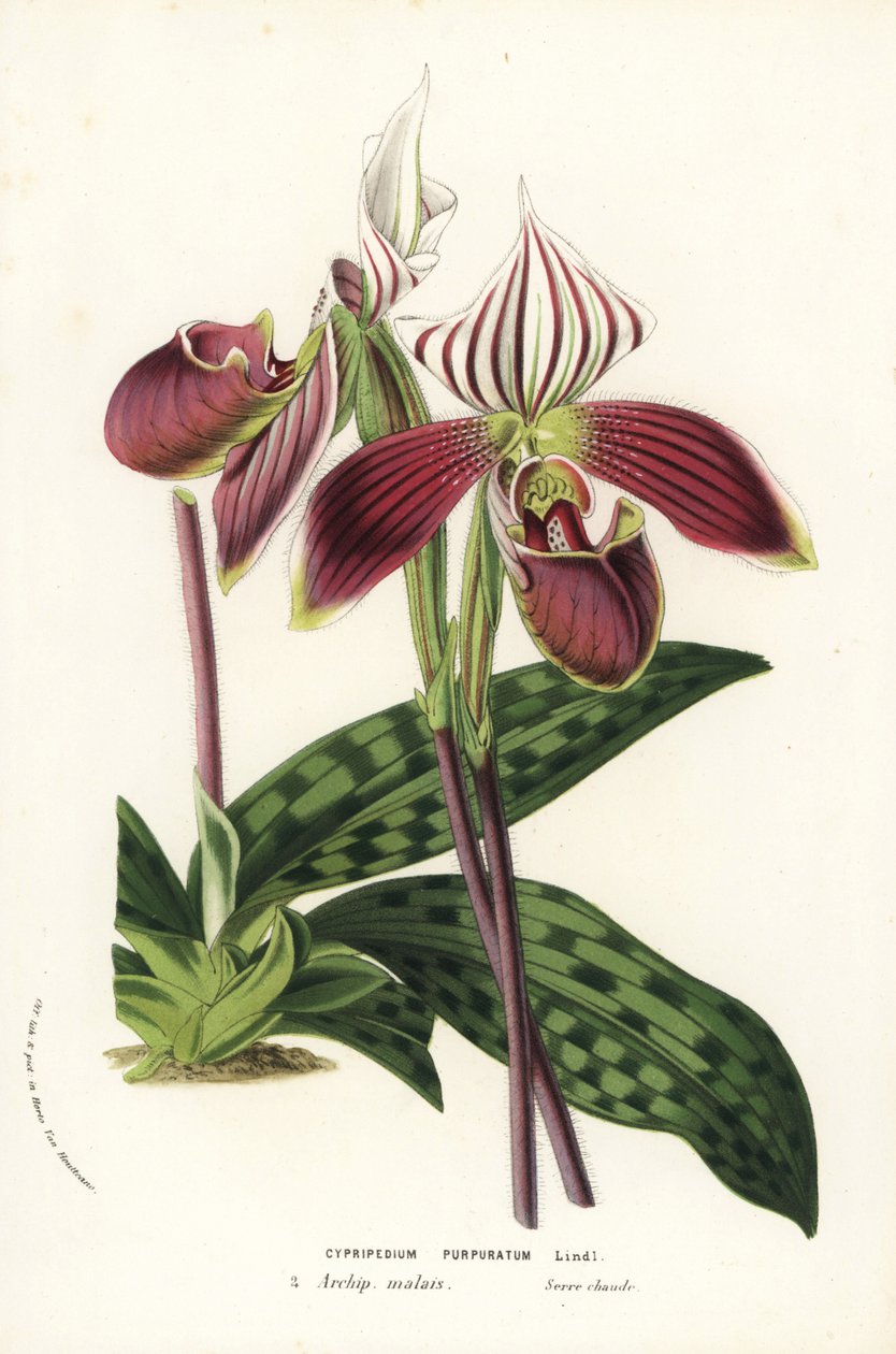 Paphiopedilum purpurpuratum orchidea (Cypripedium purpuratum). Kézzel színezett litográfia Louis van Houtte és Charles Lemaire: Flowers of the Gardens and Hothouses of Europe, Flore des Serres et des Jardins de l