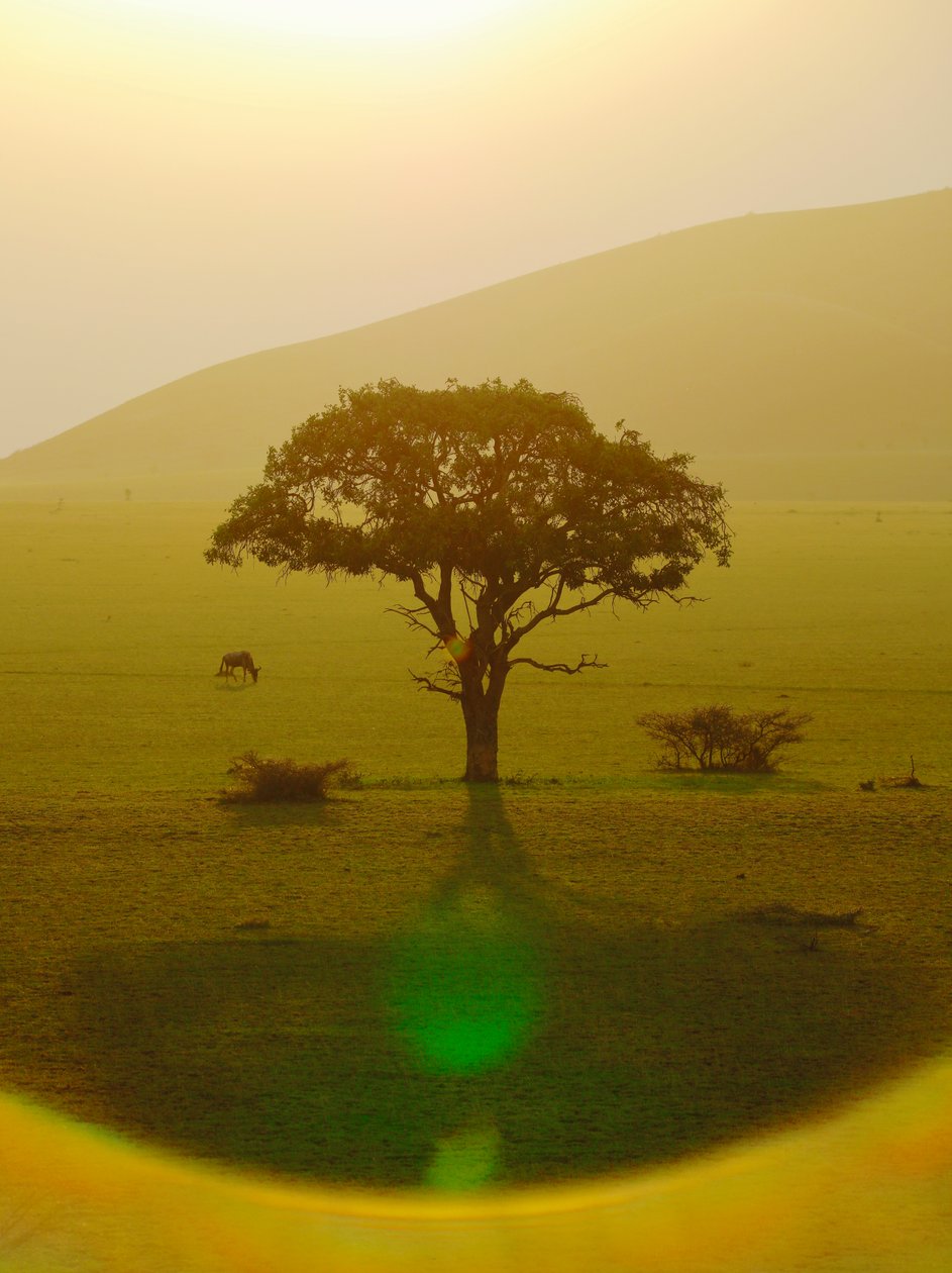 Paradicsom eső után, Chyulu Hills, 2018 (fotó) alkotó: Unbekannter Künstler