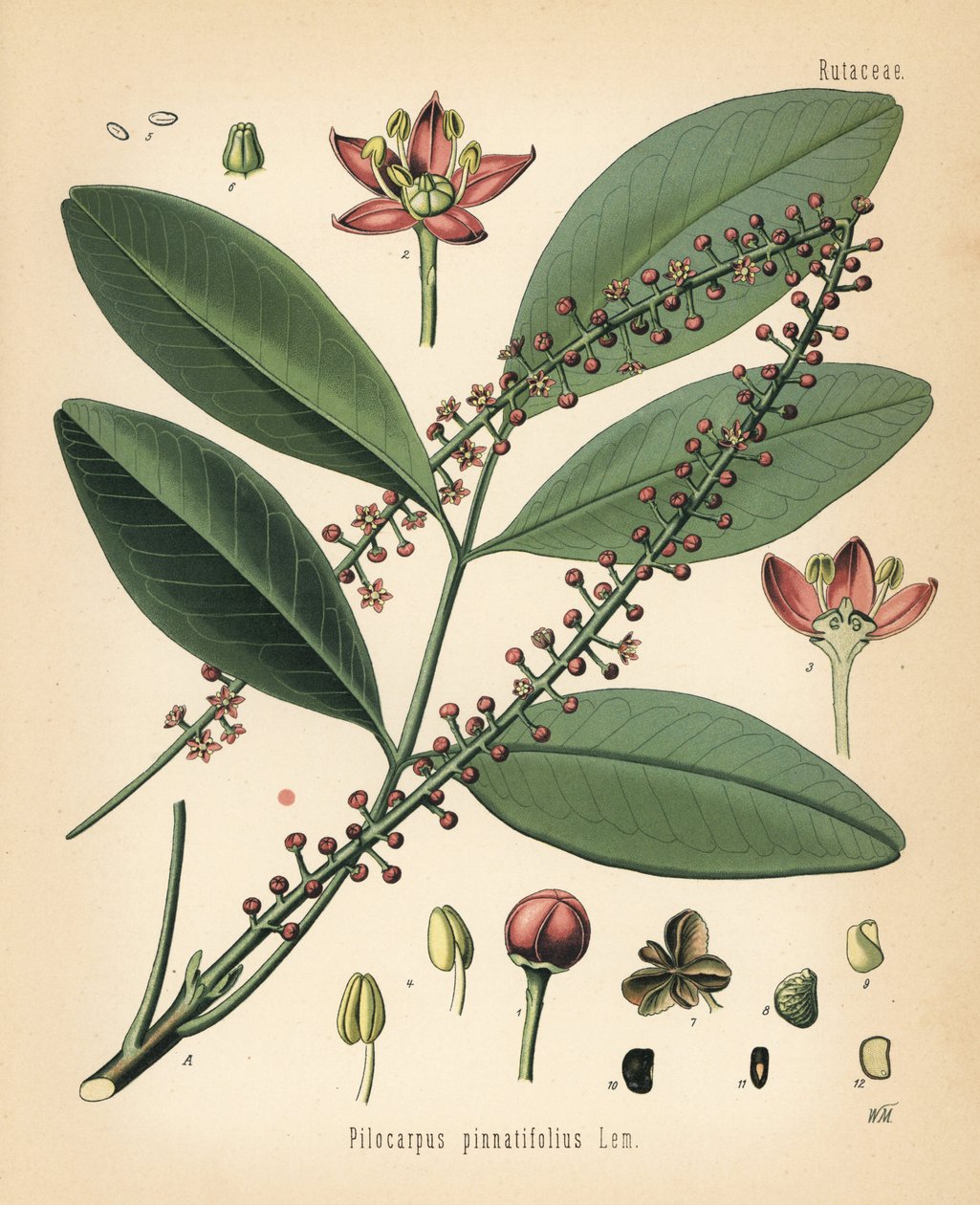 Paraguay jaborandi, Pilocarpus pennatifolius. Kromolitográfia Walther Müller botanikai illusztrációja után Hermann Adolph Koehler Gyógynövények című művéből, szerkesztette Gustav Pabst, Koehler, Németország. alkotó: Unbekannter Künstler