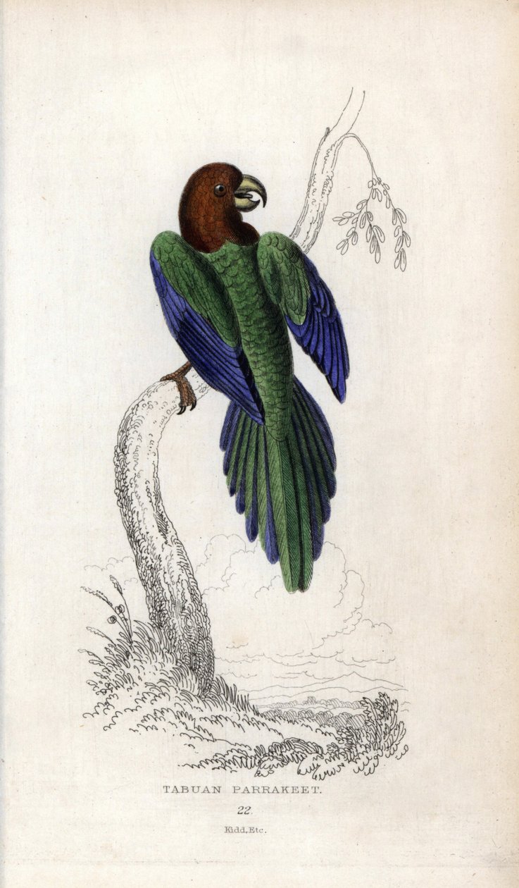 Papagájpumpadúr, Prosopeia tabuensis. Psittacus tabuensis. Joseph Kidd litográfiája John Audubon rajza alapján, a Miscellany of Natural History-ban: Papagájok, Sir Thomas DiK Lauder és Thomas Brown kapitány, megjelent Edinburghban, Skóciában, 183-ban. alkotó: Unbekannter Künstler