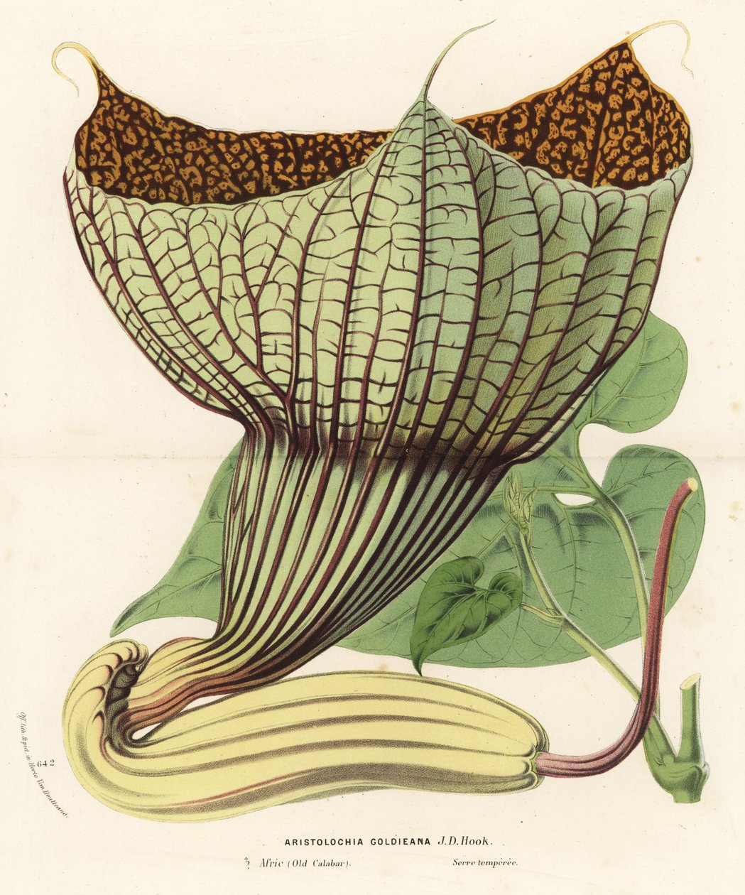 Pararistolochia goldieana (Aristolochia goldieana). Kézzel színezett litográfia Louis van Houtte és Charles Lemaire: Flowers of the Gardens and Hothouses of Europe, Flore des Serres et des Jardins de l