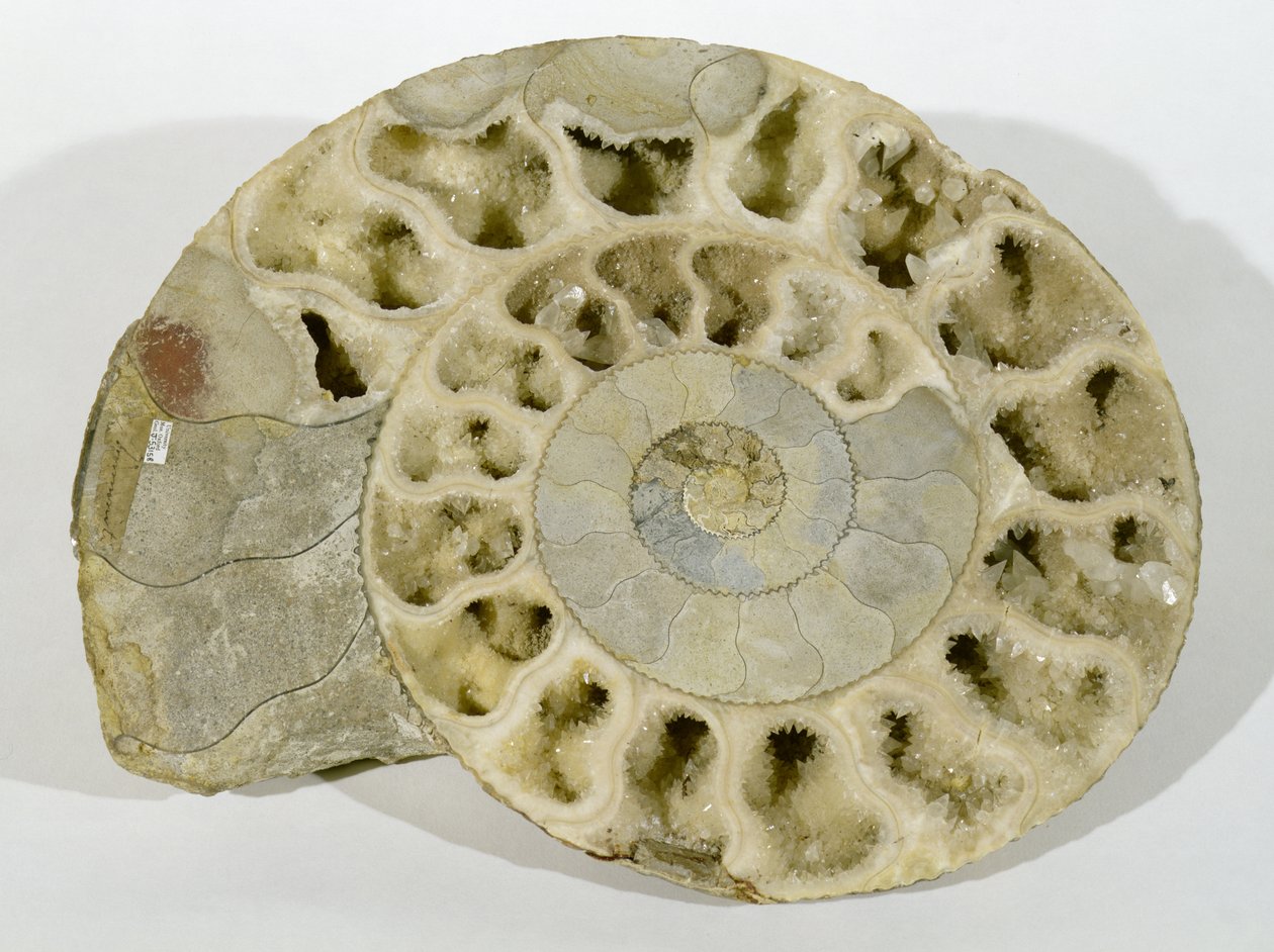 A Parkinsonia (ammonite) Dorsetben, a középső jura korszakban található alkotó: Unbekannt