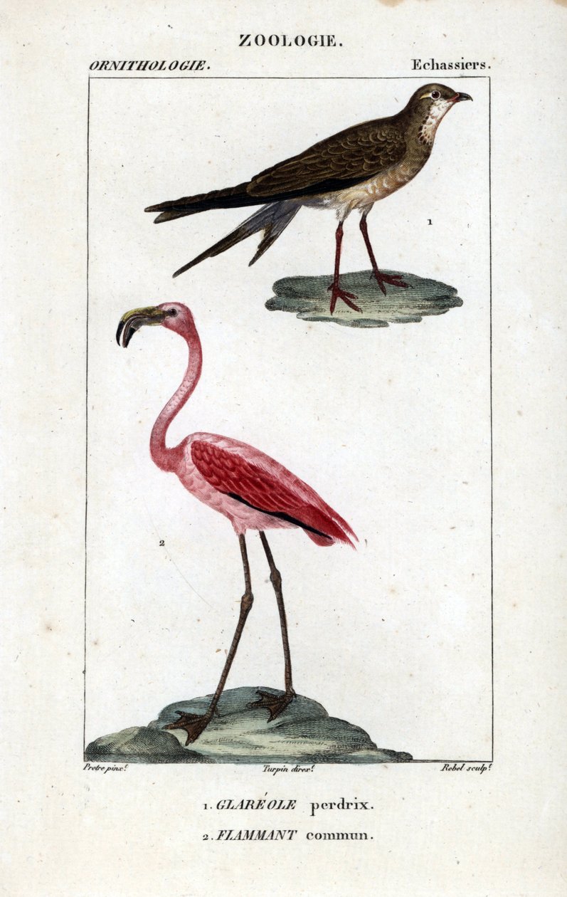 Párducok és rózsaszín flamingók - galléros pratinkó, Glareola pratincola, és nagy flamingó, Phoenicopterus roseus. Kézzel színezett rézmetszet Dumont de Sainte-Croix "Természettudományi szótár" című művéből: Ornitológia", Párizs, Franciaország alkotó: Unbekannter Künstler