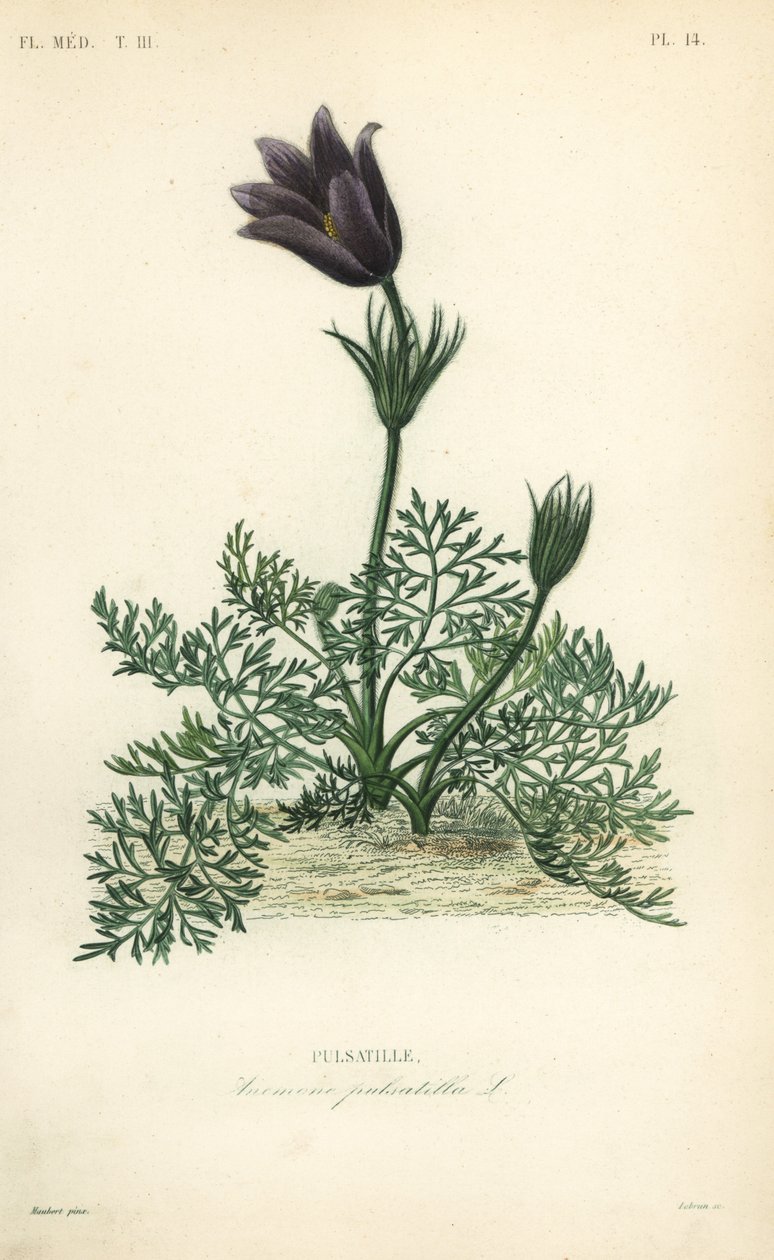 Pasqueflower vagy Dane