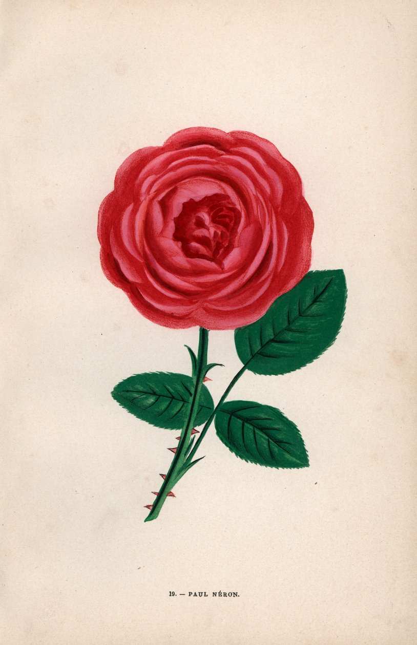 Paul Neron rózsa, Monsieur Levet által 1869-ben Lyonban nevelt skarlátvörös hibrid. Hippolyte Jamain és Eugene Forney "Les Roses" című művéből F. Grobon által a természet után rajzolt és litografált kromolitográfia, Párizs, J. Rothschild. alkotó: Unbekannter Künstler
