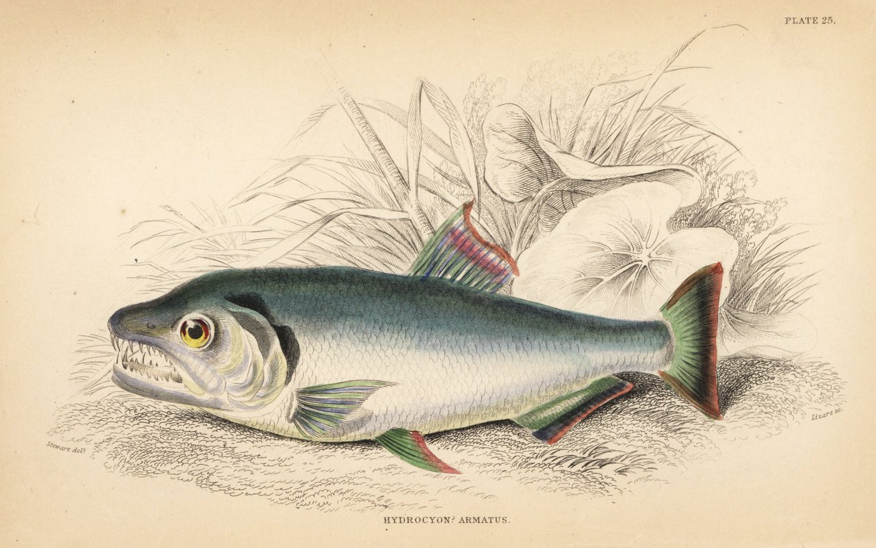 Payara, Hydrolycus armatus (Erősfogú hidrocion, Hydrocyon armatus). W.H. Lizars kézzel színezett acélmetszete James Stewart illusztrációja után Robert Schomburg Fishes of Guiana című művéből, amely Sir William Jardine Naturalist