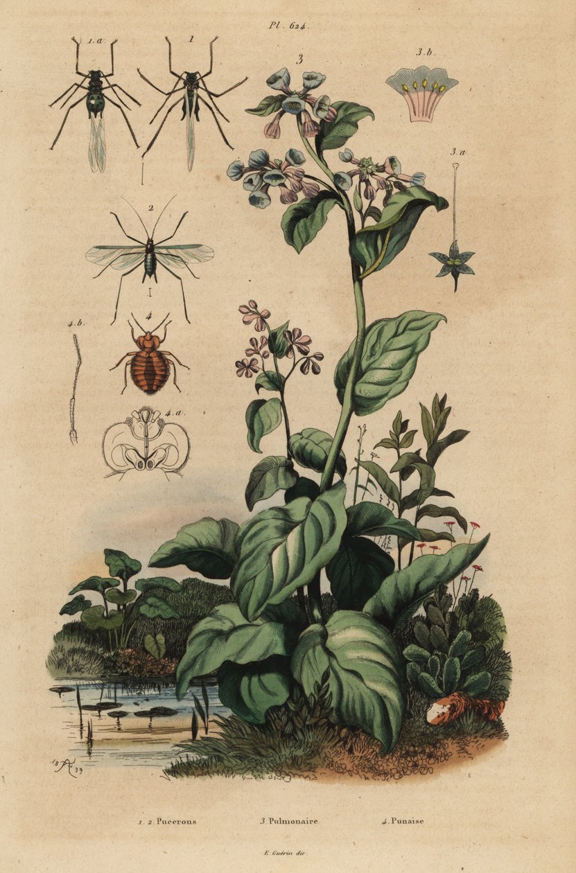 Őszibarack levéltetű, Myzus persicae 1, rózsalevéltetű, Macrosiphum rose 2, virginiai harangvirág, Mertensia pulmonarioides 3 és poloska, Cimex lectularius 4 alkotó: Unbekannt