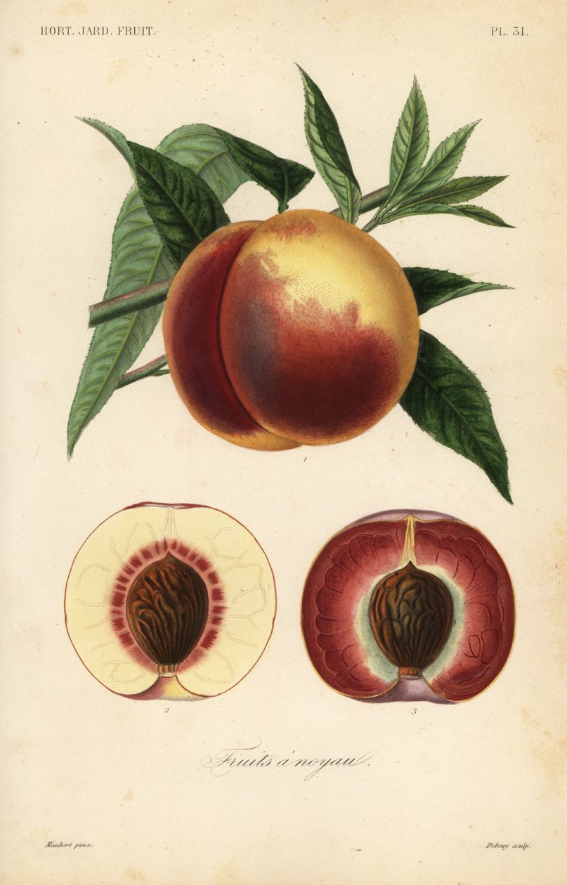 Őszibarack gyümölcs, Prunus persica, fehér húsú és vörös húsú fajták alkotó: Unbekannt