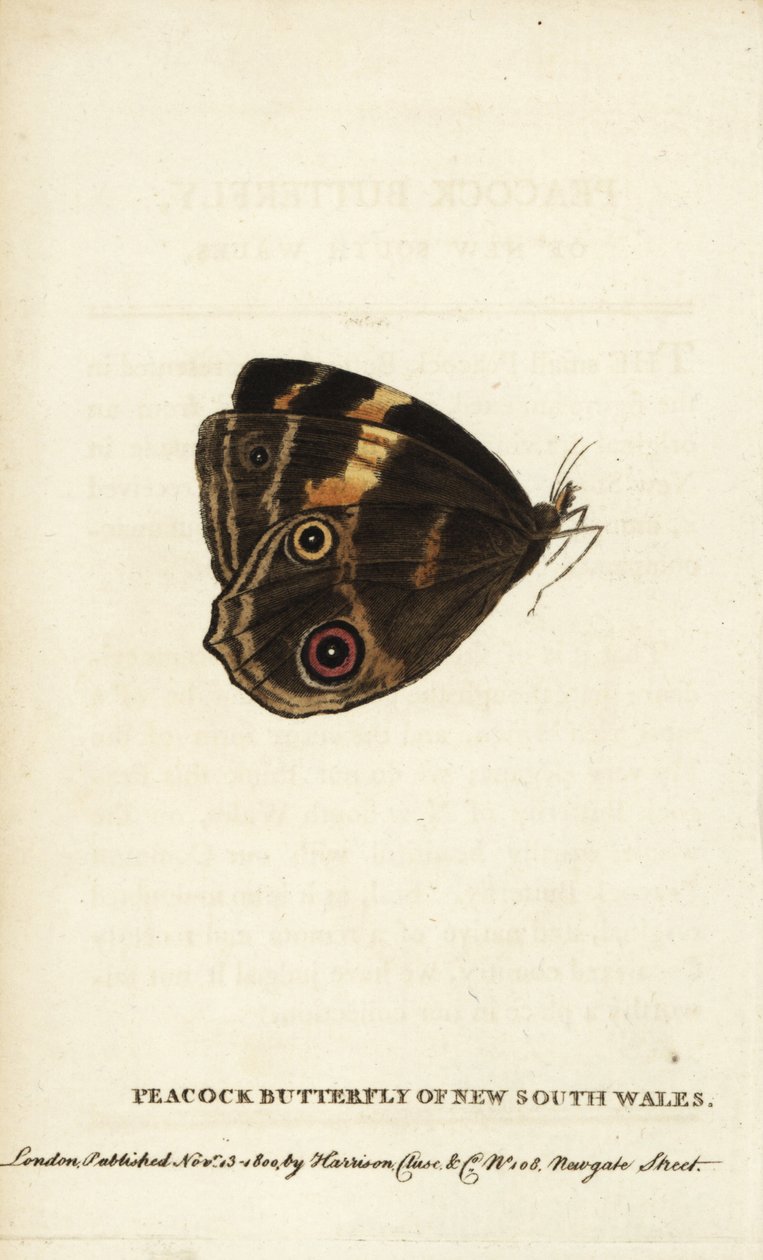 Az új-dél-walesi pávapillangó. Kézzel színezett rézmetszet a "The Naturalist