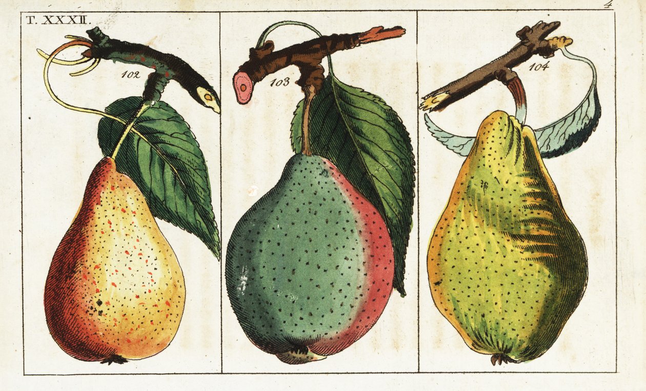 Körtefajták, Pyrus communis. alkotó: Unbekannter Künstler