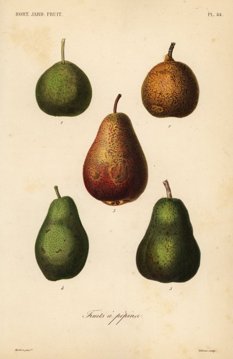 Kevés fajta, Pyrus communis alkotó: Unbekannt
