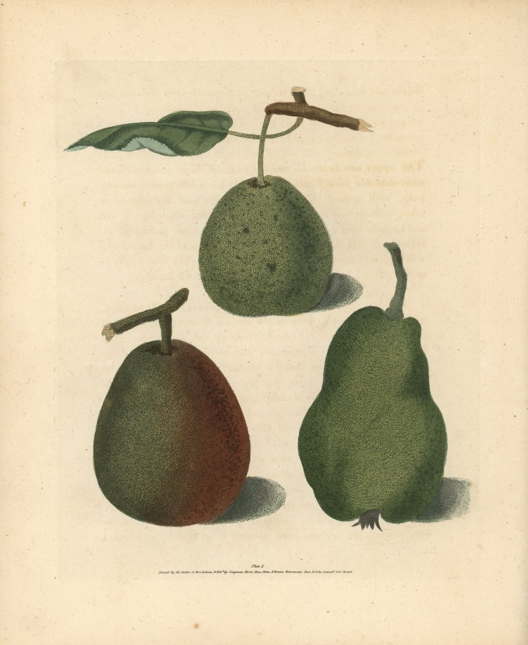Körtefajták, Pyrus communis: Cressan, Gansell