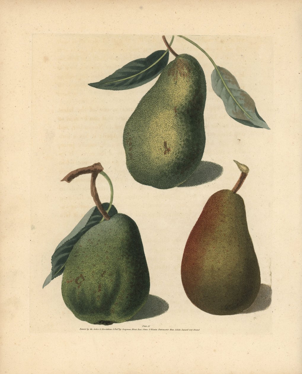 Körtefajták, Pyrus communis: Saint Germain, Colmar és Brown Beuree. Kézzel készített színes stipple-metszet George Brookshaw saját "Pomona Britannica" című művének illusztrációjáról, London, Longman, Hurst stb. alkotó: Unbekannter Künstler
