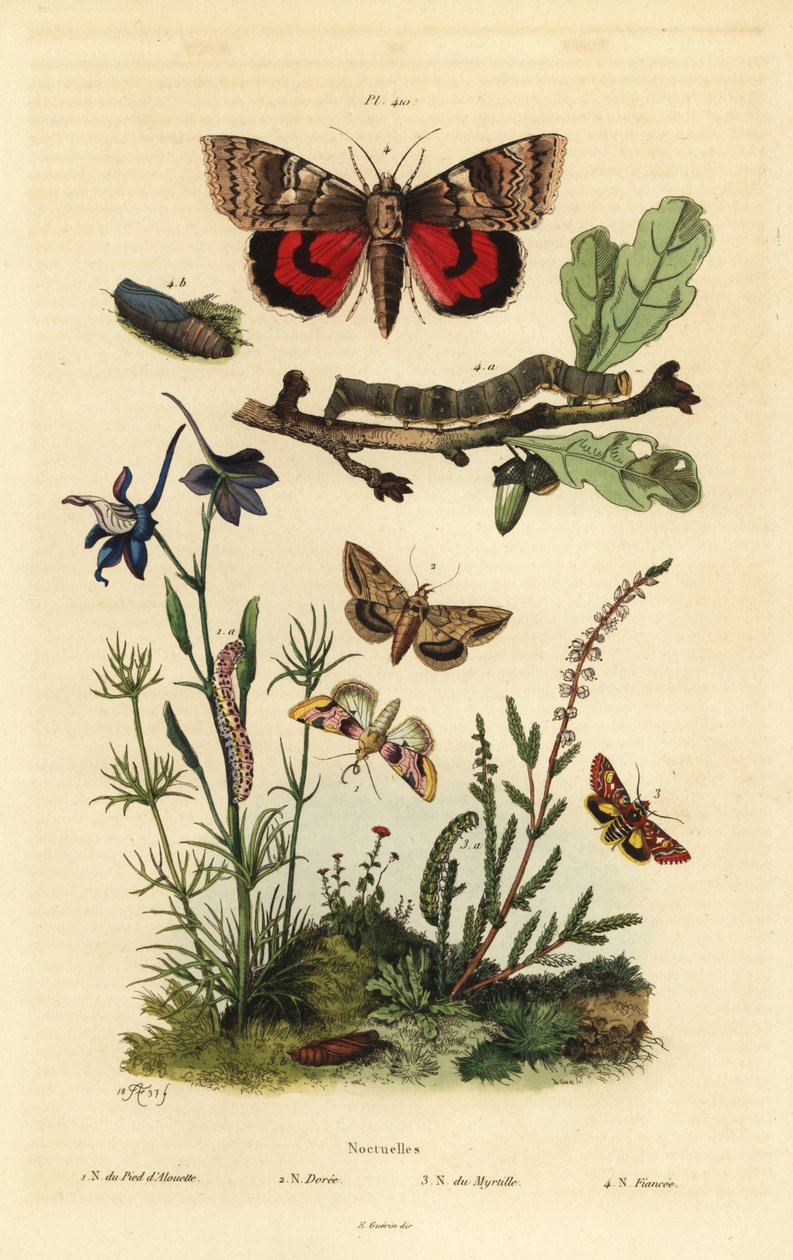 Borsóvirág, Periphanes delphinii 1, gyapotbagolya, Helicoverpa armigera 2, sárga alsószárny, Anarta myrtilli 3 és nagy sárga alsószárny, Noctua pronuba, lárva és báb 4. Noctuelles lepkék alkotó: Unbekannt
