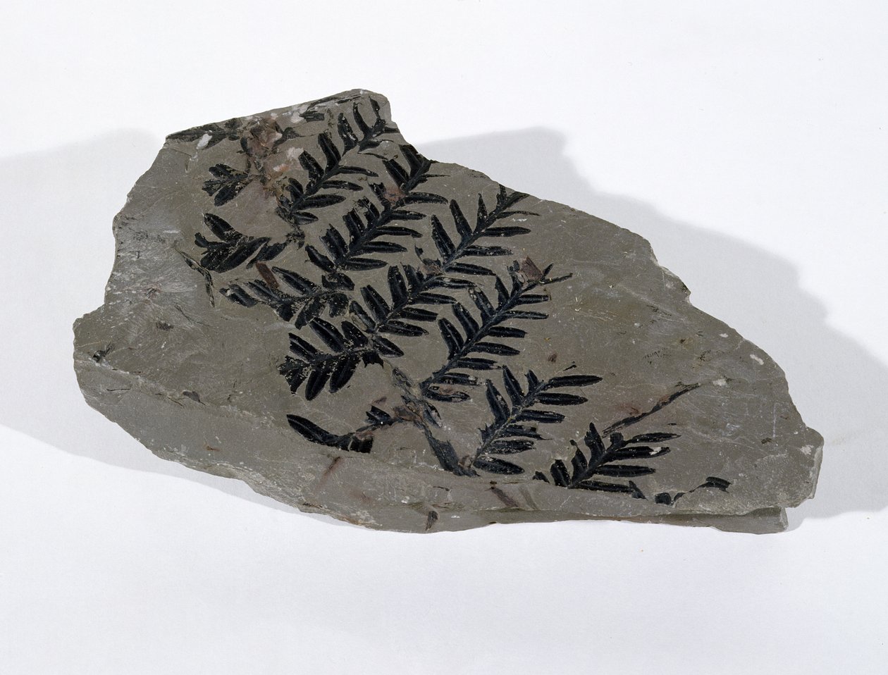 Pecopteris (Gymnosperm Frond) megtalálható Camertonban, Somersetben, Felső-karbon időszak (fotó) alkotó: Unbekannt