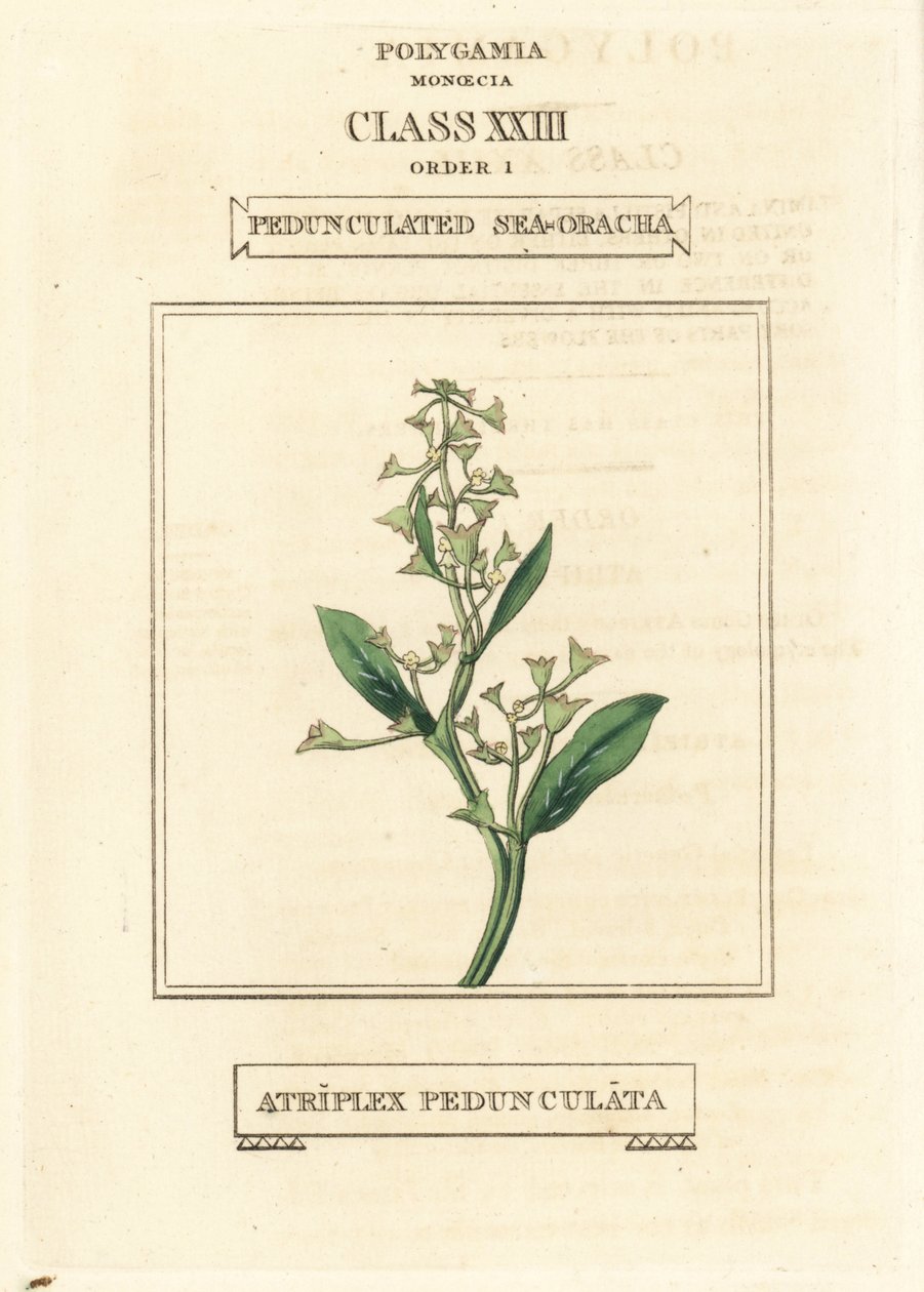 Lábszáras tengeri zsurló, Atriplex pedunculata. Kézi rézmetszet Richard Duppa illusztrációja után a The Clours and Orders of the Linnaean System of Botany, Longman, Hurst, London című művéből. alkotó: Unbekannter Künstler