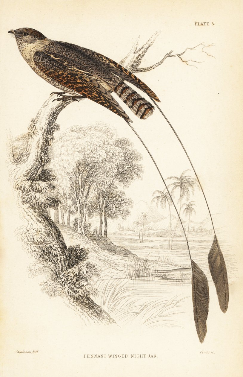 Párducszárnyú fülemüle, Macrodipteryx vexillarius (Macrodipteryx africanus). William Lizars kézzel színezett acélmetszete William Swainson után Sir William Jardine Naturalist