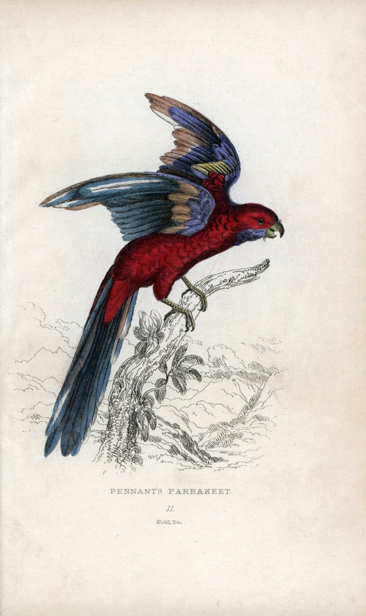 Pennant-papagáj, Psittacus pennantii. Platycercus elegans. alkotó: Unbekannter Künstler