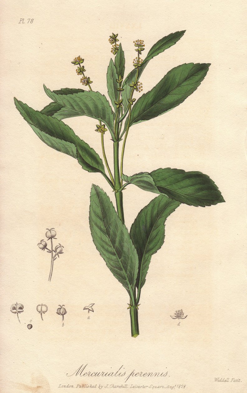 Perennial mercuriale vagy évelő vagy kutyakáposzta (Mercurialis perennis) - Erős víz William Clarke által, John Stephenson és James Morss Churchill "Medical Botanical, Description of the Medicinal Plants of London, Edinburgh and Dublin" című munkájának ill alkotó: Unbekannter Künstler