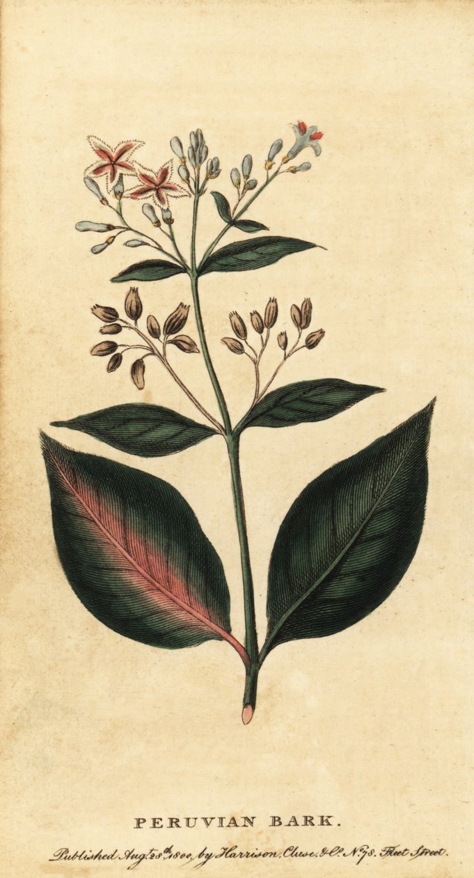 Perui kéreg, Cinchona officinalis., 1800 (metszet) alkotó: Unbekannter Künstler