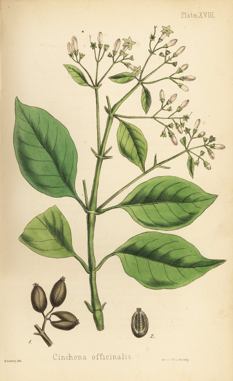 Perui kéregfa vagy kininfa, Cinchona officinalis. Henry Sowerby kézi színezésű litográfiája Edward Hamilton Flora Homeopathica című művéből, Bailliere, London. alkotó: Unbekannter Künstler
