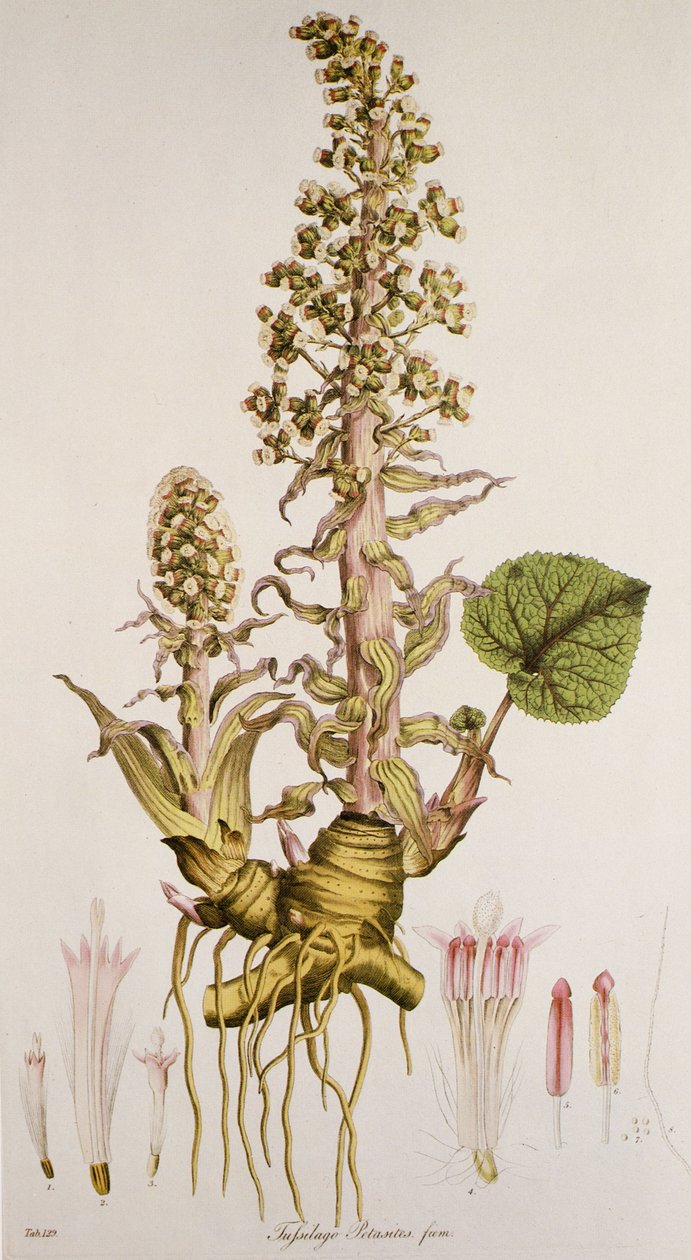Petasites sp./Petasite alkotó: Unbekannt