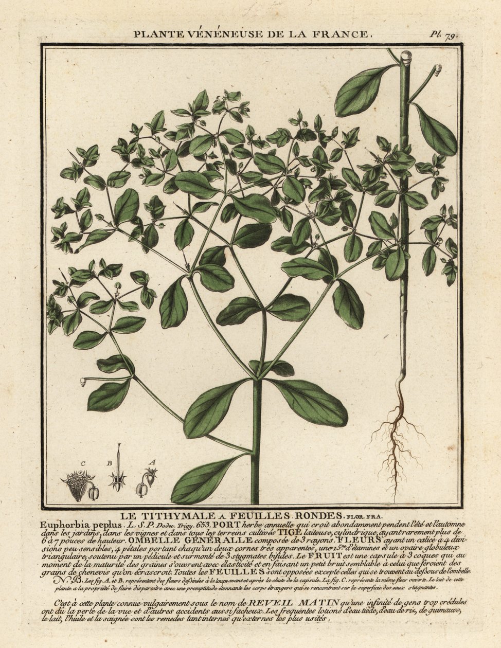 Petty spurge, Euphorbia peplus. alkotó: Unbekannter Künstler