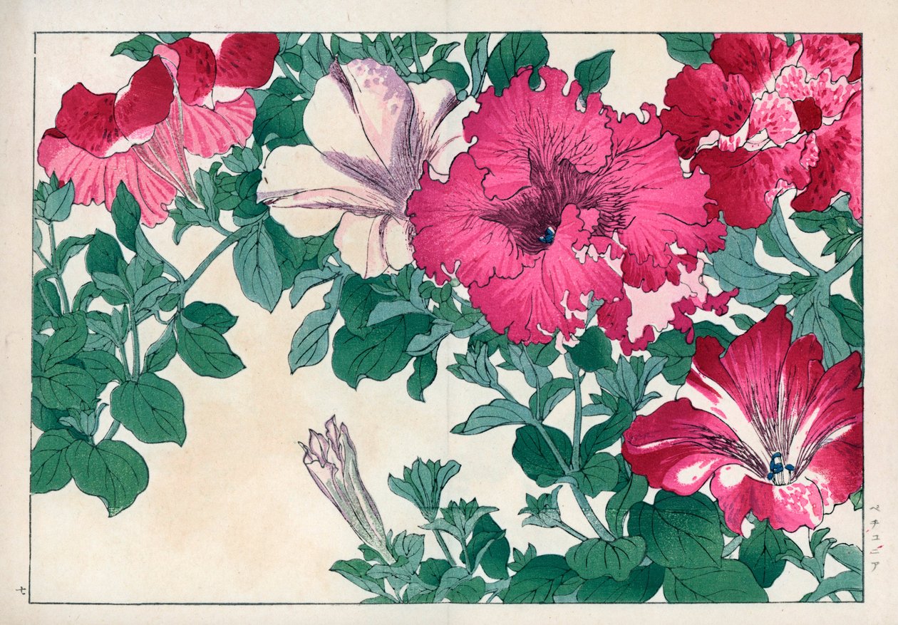 Petunia variete (rózsaszín és fehér). Petúnia fajták. Kézzel színezett fametszet Konan Tanigami "Seiyou Sokazufu" (Nyugati növények és virágok képes albuma: nyár) című művéből, Unsodo, Kiotó. alkotó: Unbekannter Künstler