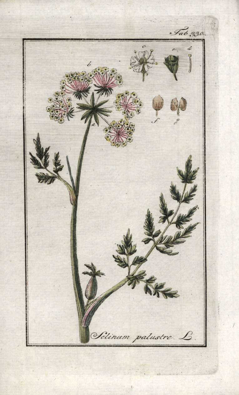 Peucedan mocsári vagy mocsári petrezselyem (Selinum marsh). Litográfia Johannes Zorn (1739-1799) "Afbeelding der Artseny-Gewassen" című művéből, Hollandia. alkotó: Unbekannter Künstler