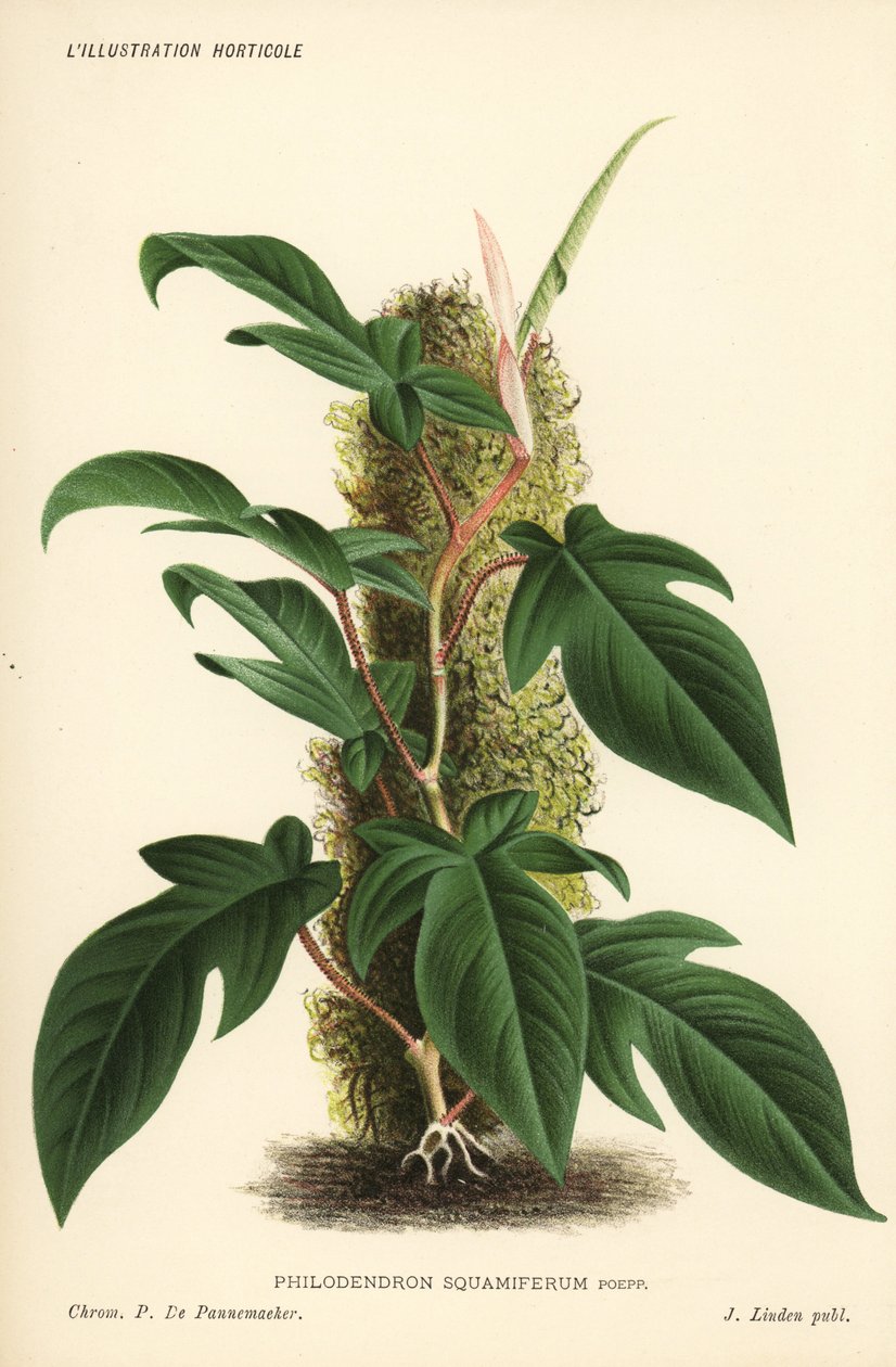 Philodendron squamiferum lombos növény. Pieter de Pannemaeker kromolitográfiája Jean Linden l