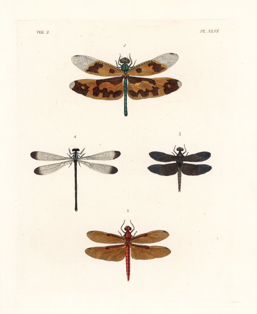 Képes szárnyú szitakötő, Rhyothemis variegata 1, foltos erdei szitakötő, Neurothemis fulvia 2, foltos paddy szitakötő, Neurothemis tullia 3, és árnyékszitakötő, Palaemnema paulina 4. Kézzel színezett litográfia John O. Westwood új kiadásából, Dru Drury "Il alkotó: Unbekannter Künstler