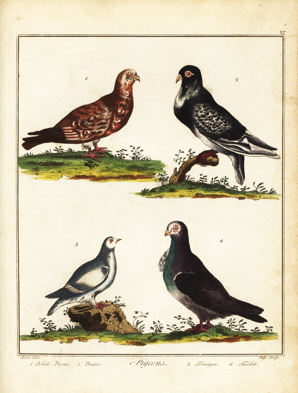 Galambok: lengyel galamb, pouter, tengeri galamb és turbit. 1792 (metszet) alkotó: Unbekannter Künstler