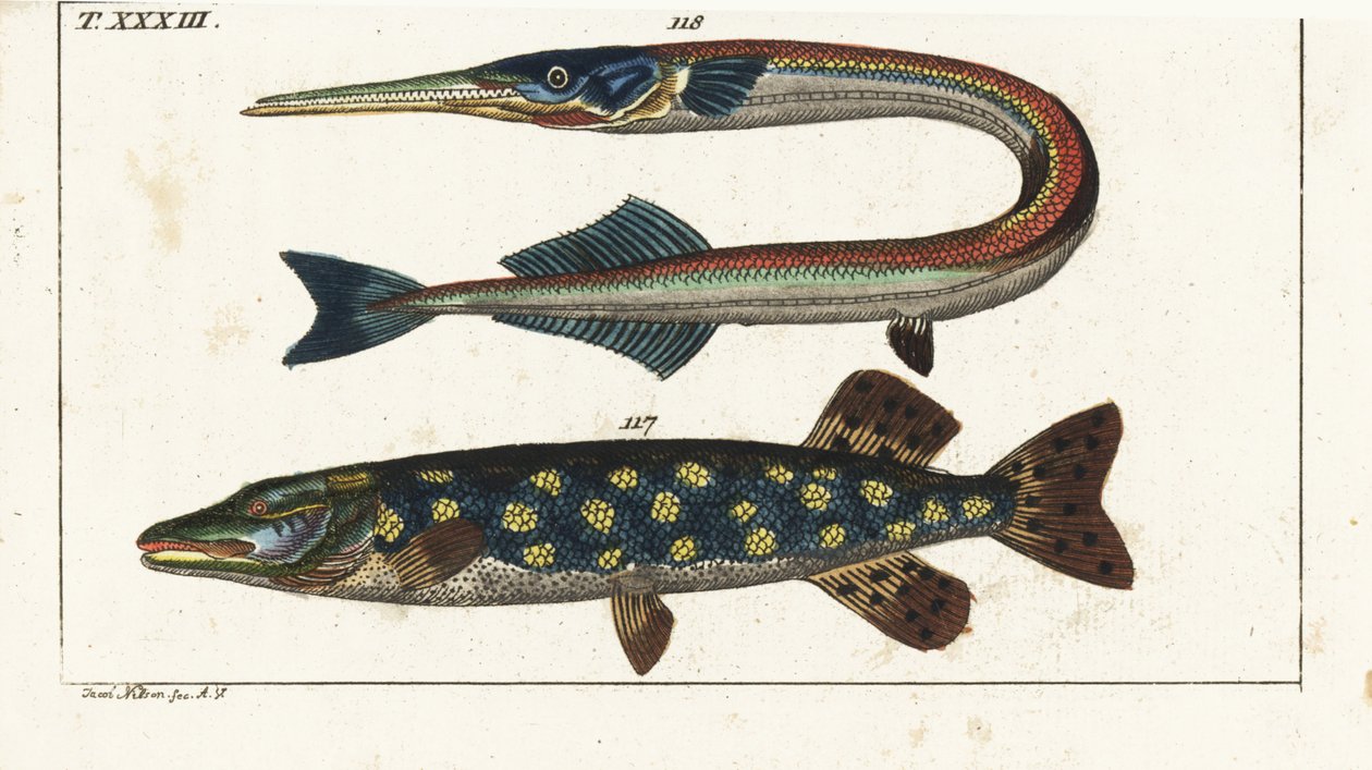 Csuka (vagy északi csuka) - Orphia - Csuka, Esox lucius 117, és tengeri tű, Belone belone 118. Kézzel színezett rézmetszet Jacob Nilson után Gottlieb Tobias Wilhelm Természettudományi enciklopédiájából: Fish, Augsburg alkotó: Unbekannter Künstler