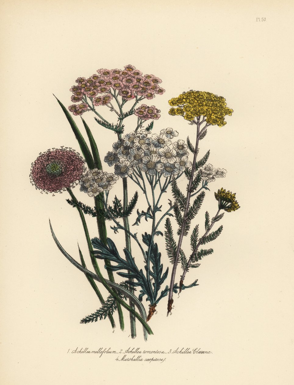 Rózsaszínvirágú ezerjófű, Achillea milfolium, aranyszínű cickafark, Achillea tomentosa, Clavena ezüstöslevelű ezerjófű, Achillea clavenae, és fürtös mályvafű, Marshallia caespitosa. Henry Noel Humphreys kézi kromolitográfiája Henry Noel Humphreys illusztrá alkotó: Unbekannter Künstler