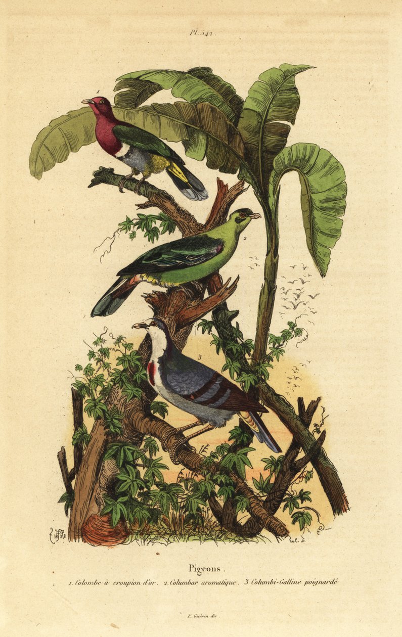 Rózsafejű gyümölcsgalamb, Ptilinopus porphyreus, Buru zöld galamb, Treron aromaticus és Luzon vérző szív, Gallicolumba luzonica alkotó: Unbekannt