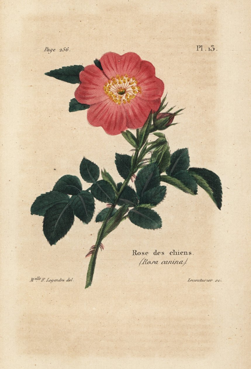 Rózsaszín kutya, Kutyarózsa, Rosa Canina. Lecouturier kézi színezésű litográfiája F. Legendre kisasszony botanikai illusztrációja után, Pierre Boitard: A rózsabarát teljes kézikönyve, Roret, Párizs 1836. alkotó: Unbekannter Künstler
